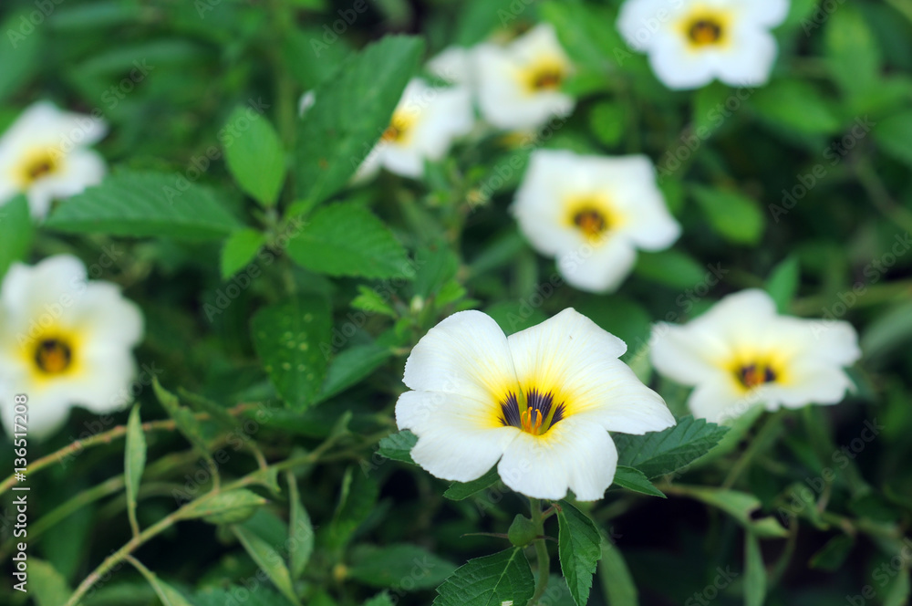 The beauty of white flower The beauty of white flower
