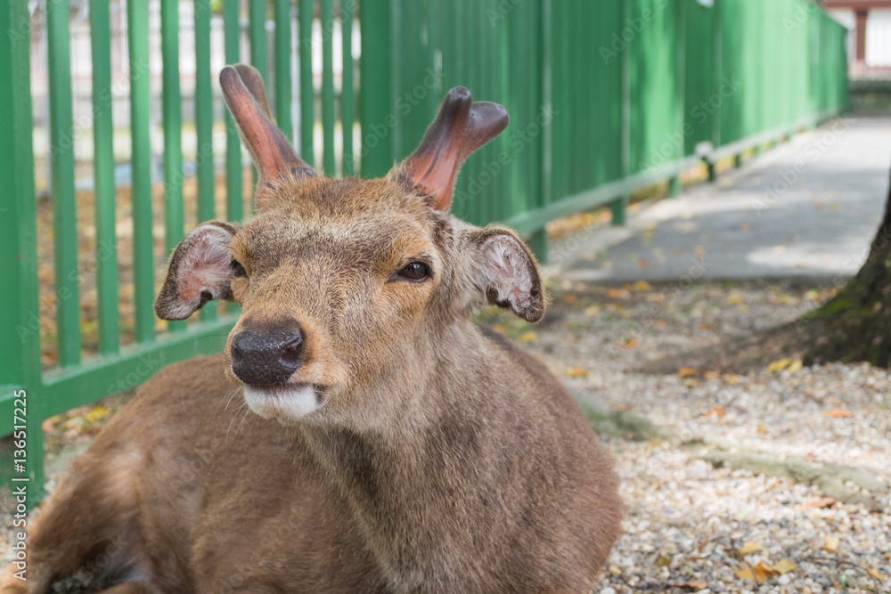 A young red deer stag in Nara, Japan