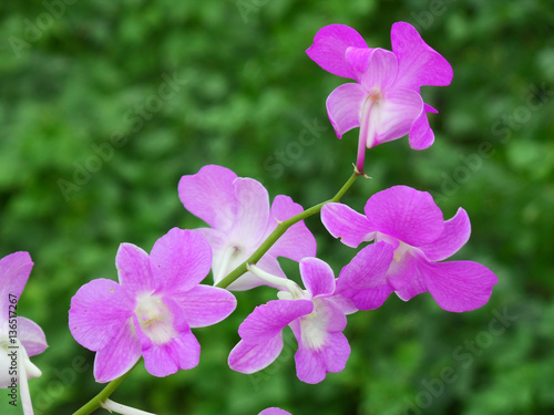 Vibrant pink color blooming Orchid flowers over the green field  Thailand 