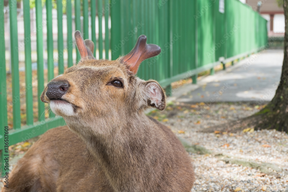 A young red deer stag in Nara, Japan