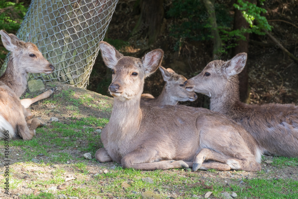 A young red deer hind in Nara, Japan