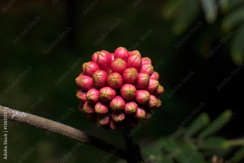 Closeup Pink Red and Yellow Buds Closeup Pink Red and Yellow Buds