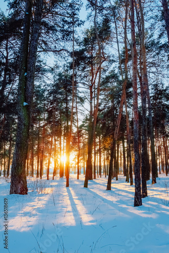 Pine trees in the park at sunset in winter