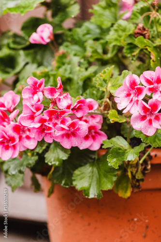 Fototapeta Naklejka Na Ścianę i Meble -  wet geranium