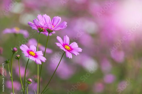 close up pink cosmos flowers blooming in the field 