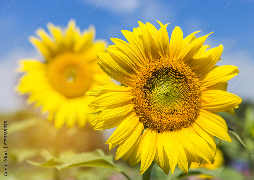 sunflower blooming on the field with blue sky background sunflower blooming on the field with blue sky background