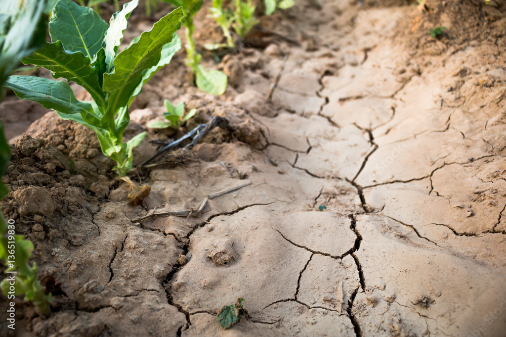 Drought close up. Drought close up.