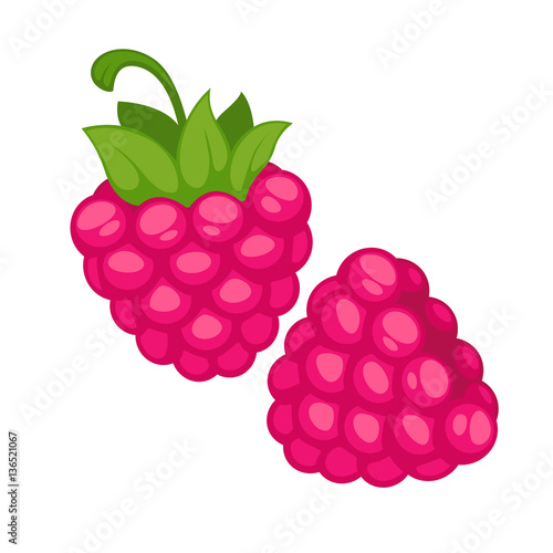 Pink Raspberry Berry Realistic Vector Illustration