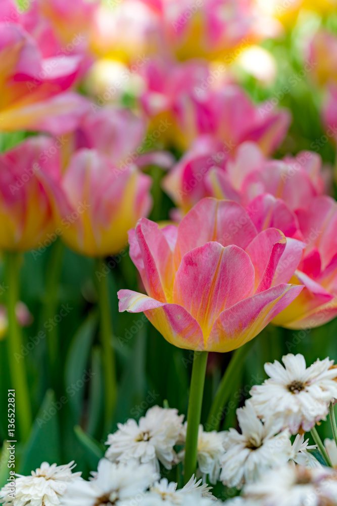 Colorful of tulip