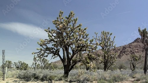 Yoshua Trees near Cima, California photo