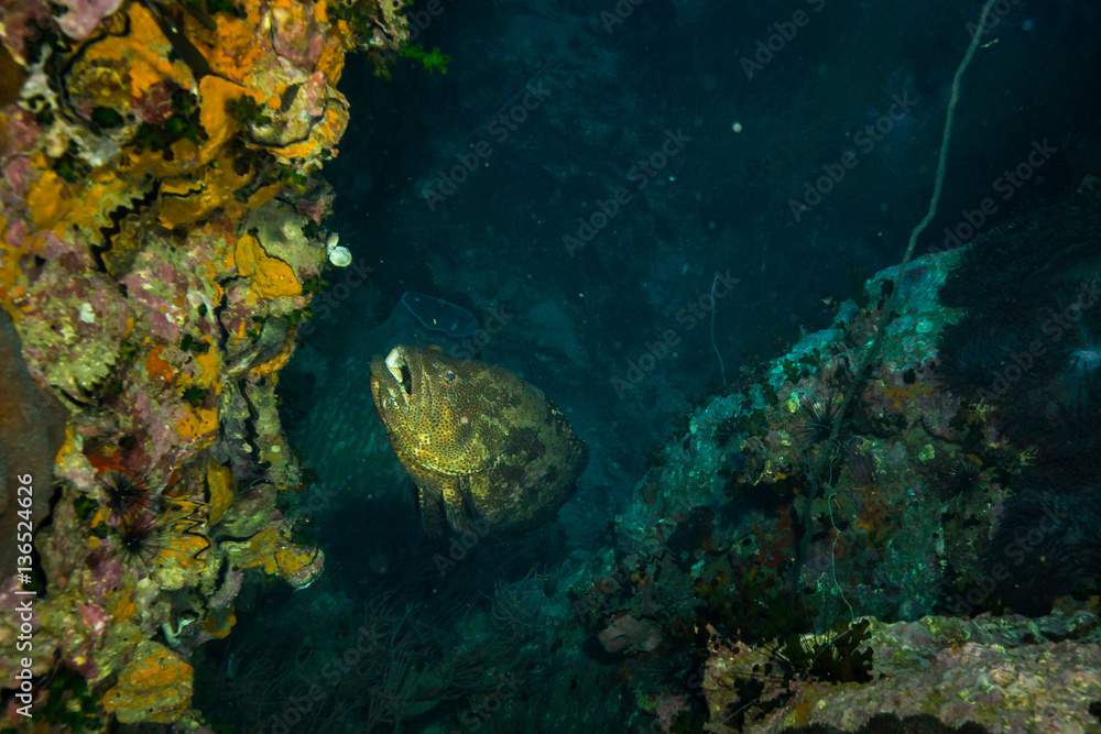 Malabar grouper Malabar grouper