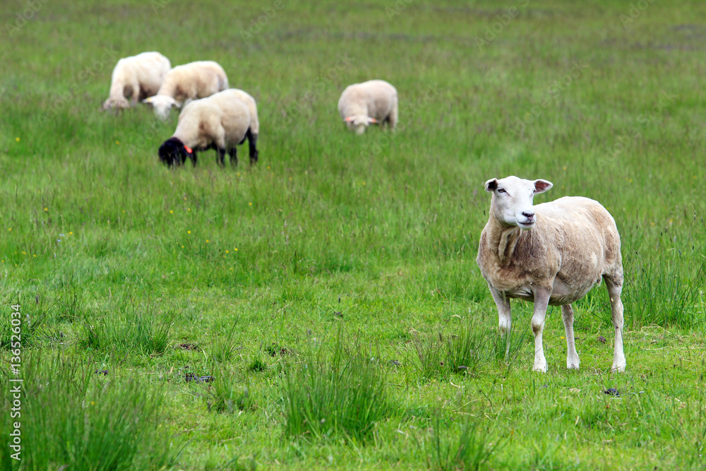 Fototapeta premium herd of sheeps on green meadow