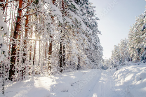 Winter bright air white frozen pine trees forest taiga in snow Altai Mountains, Siberia, Russia