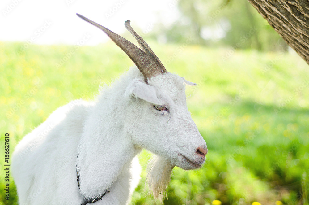 White goat grazing on a pasture, meadow, field, eats grass, gives milk White goat grazing on a pasture, meadow, field, eats grass, gives milk