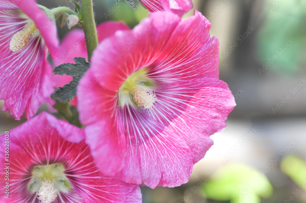 Hollyhock (Alcea Rosea) Stock Photo Adobe Stock