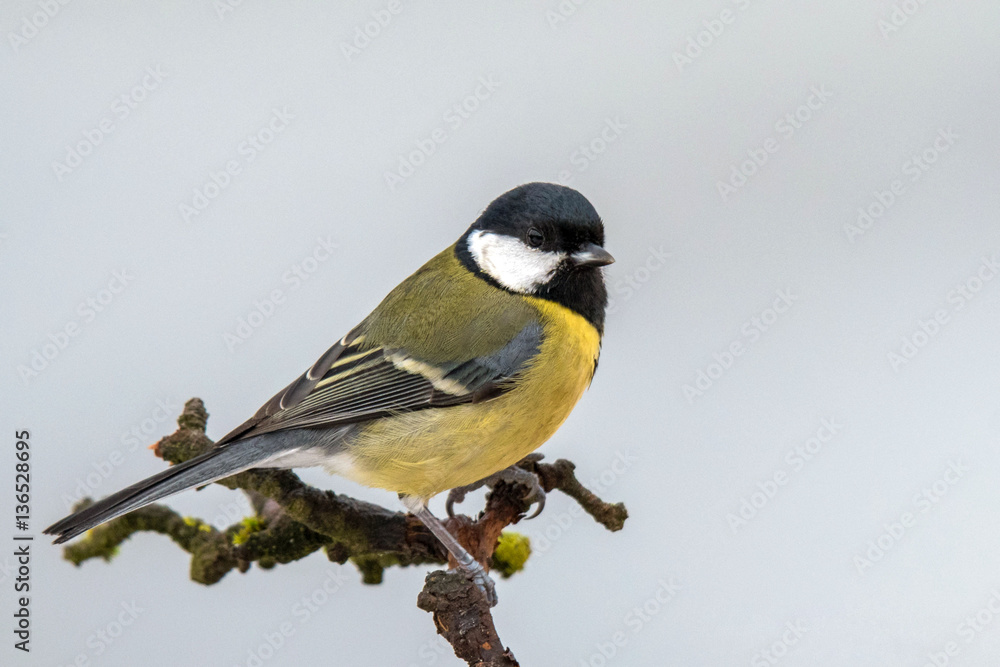 Obraz premium Kohlmeise (Parus major)