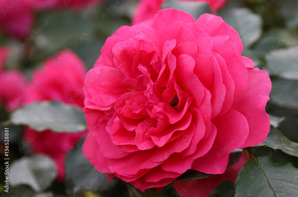 Pink climbing rose 