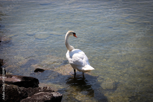 Amazing white and grey swans of Rapperswil  Switzerland