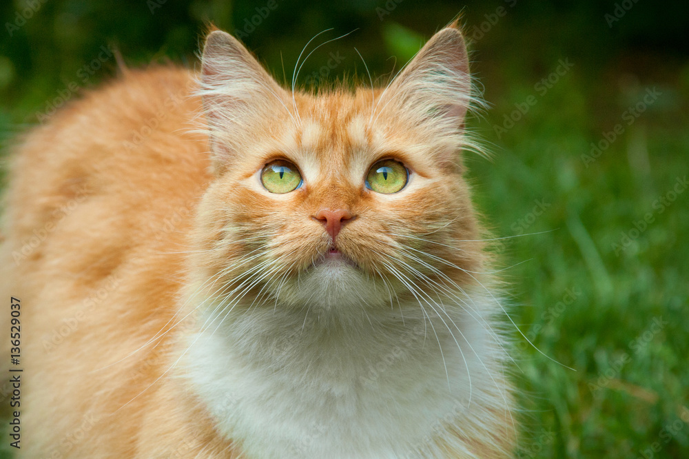 spring ginger cat with green eyes looking up