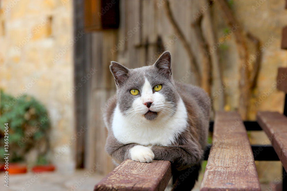 Village cat on the bench