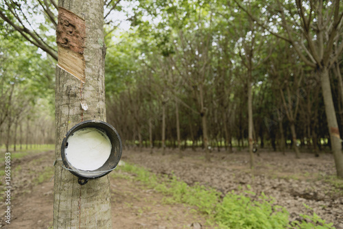 latex extracted from rubber tree as a source of natural rubber