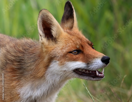 Male European Red fox (Vulpes vulpes) in close-up © gerwbosma