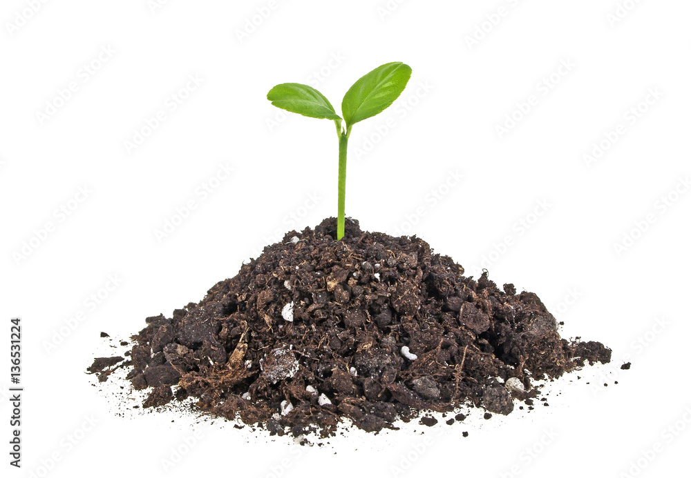 Young plant with humus isolated on white background Young plant with humus isolated on white background