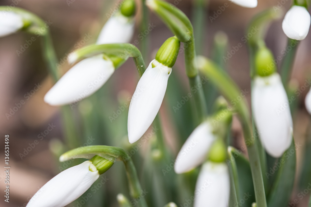 Obraz premium snowdrop