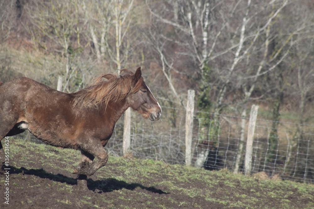 regard de cheval