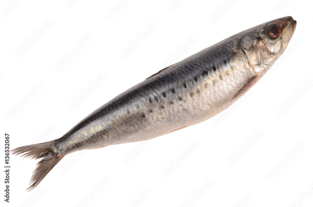 Obraz premium Herring on a white background