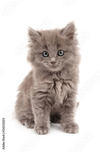 gray kitten