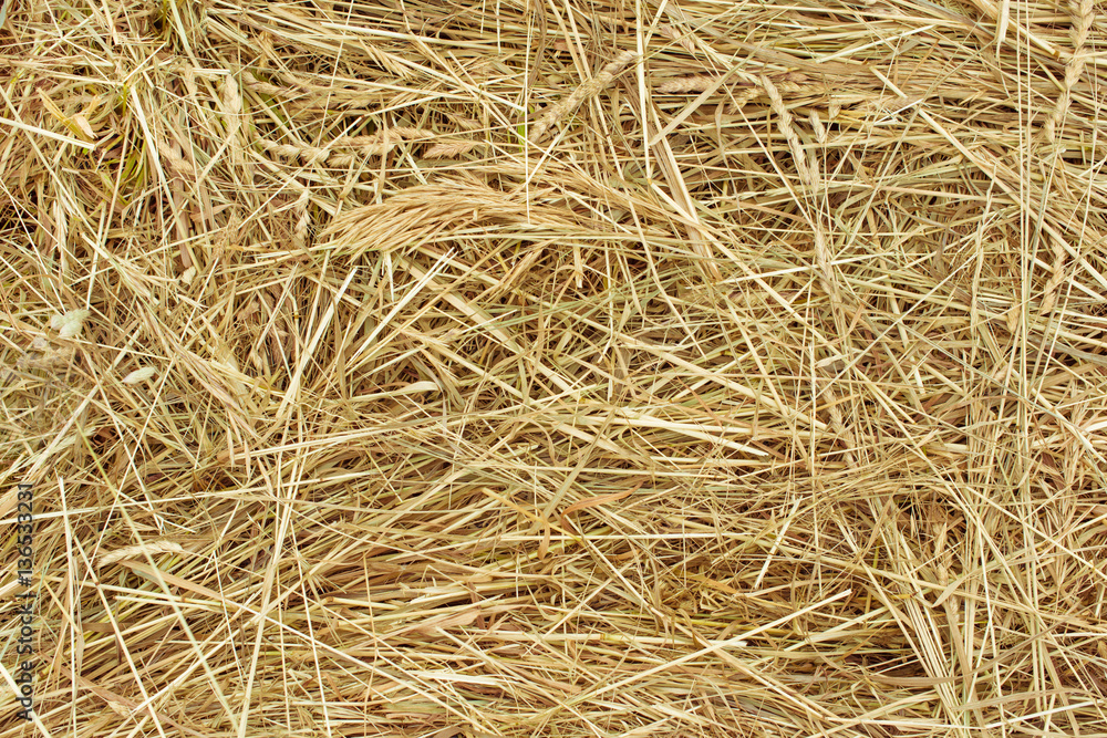 Background and texture. Dry brown hay. Copy space Background and texture. Dry brown hay. Copy space