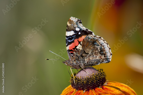 Red Admiral Butterfly in profile on a flower of rudbeckia