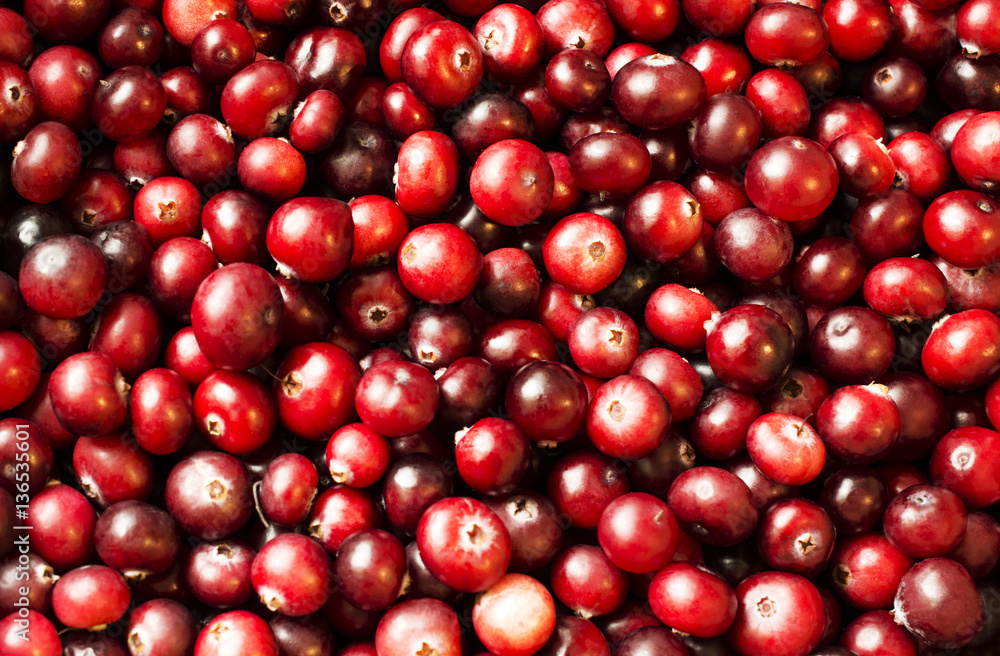 many ripe berries of cranberry on the surface highlights many ripe berries of cranberry on the surface highlights