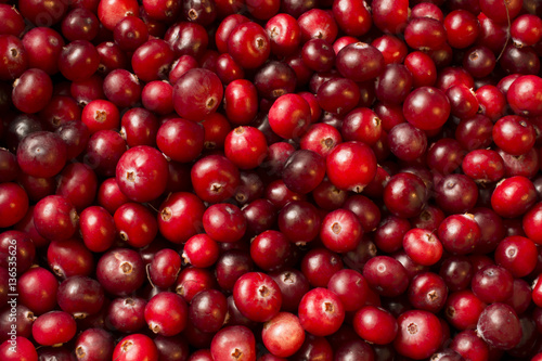 many ripe berries of cranberry on the surface very red