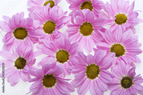 Close up of the pink chrysanthemum flowers