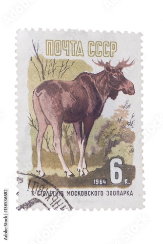 USSR - CIRCA 1964: A post stamp printed in , shows elk, devo photo