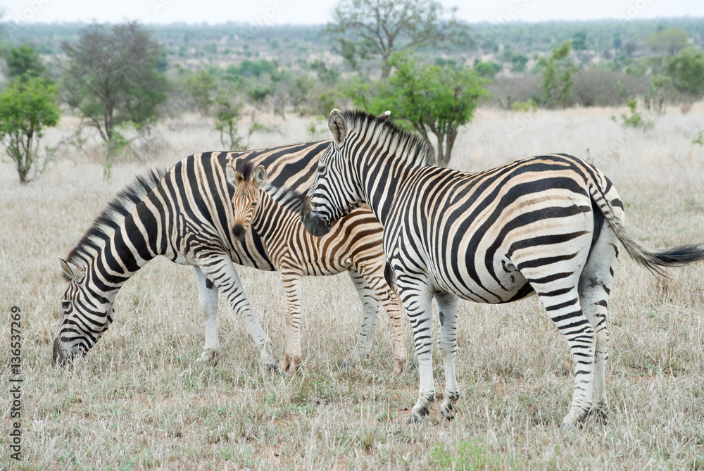 Obraz premium Zebras in der Savanne Südafrikas