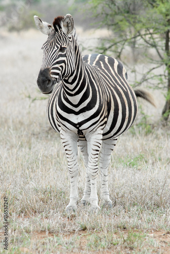 Zebra in der Savanne S  dafrikas