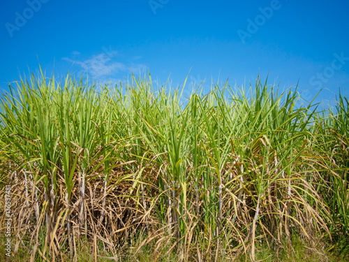 sugarcane field with blue sky background