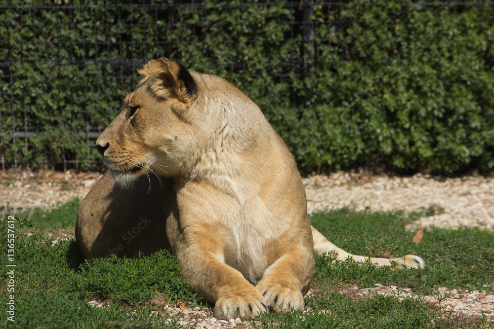 Obraz premium Ritratto di una leonessa seduta sul prato