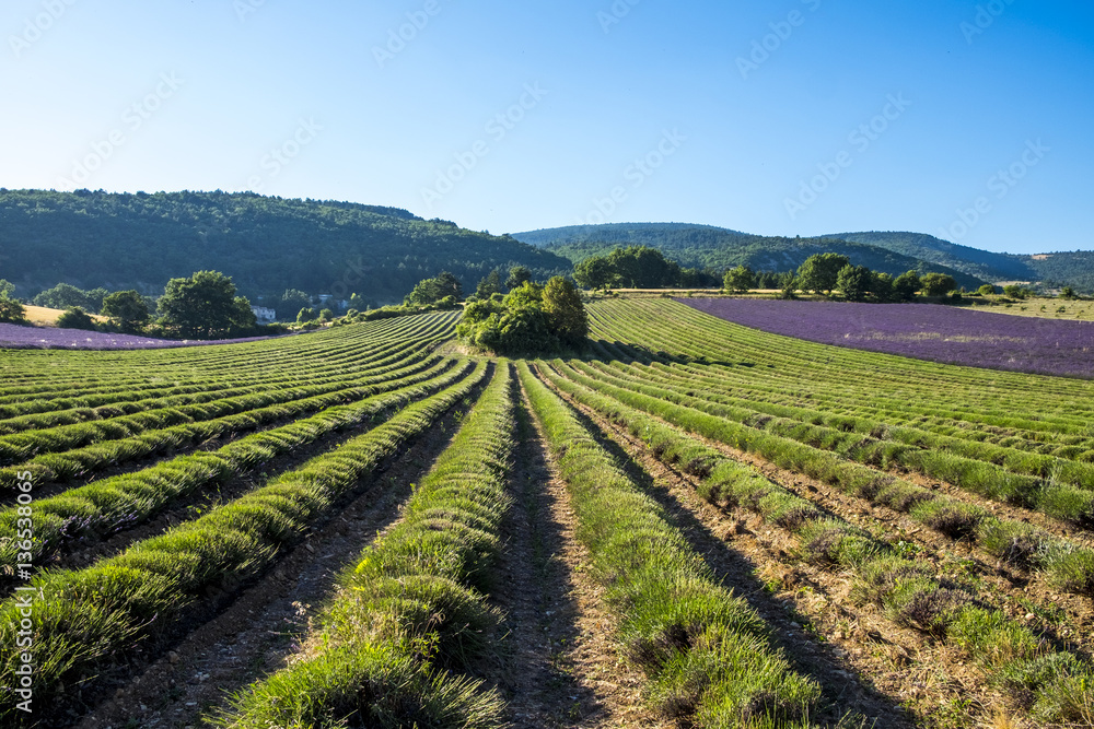 Production of lavender in Sault France