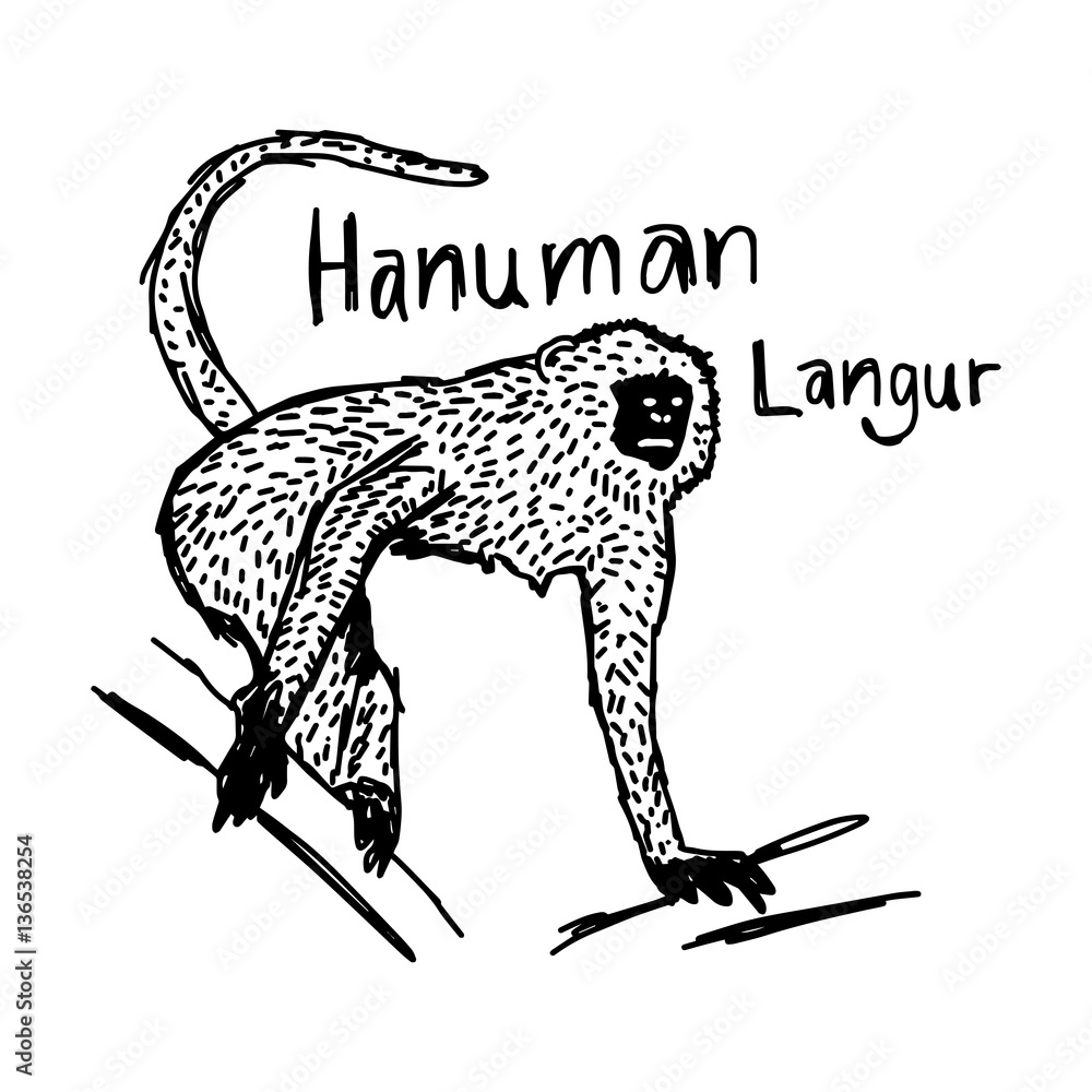 Fototapeta premium vector illustration sketch hand drawn with black lines of hanuman Langur climbing tree