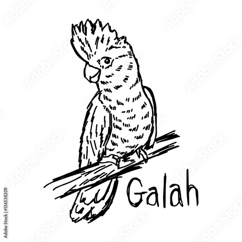 vector illustration sketch hand drawn with black lines of galah