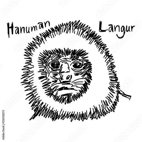 vector illustration sketch hand drawn with black lines of hanuman Langur's face closeup