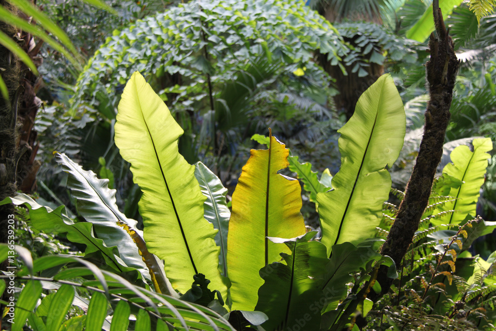 Tropischer Regenwald Pflanzen - Riesenfarn / Nestfarn Stock-Foto | Adobe  Stock
