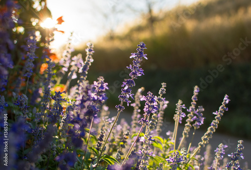 Sunset gleam over purple flowers of lavender.