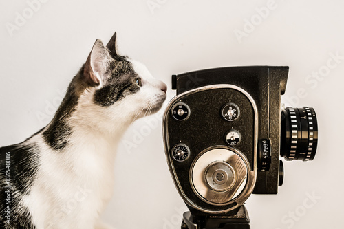 White and gray cat looking into viewfinder of vintage camera. White background.