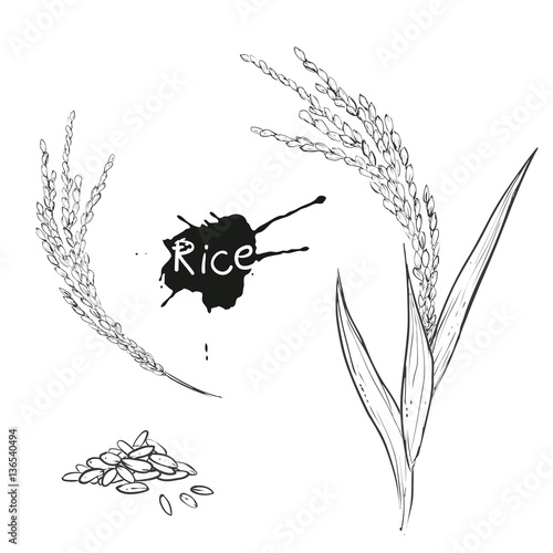 Hand drawn vector monochrome illustration of rice plant, grain. sketch. Vector eps 8.