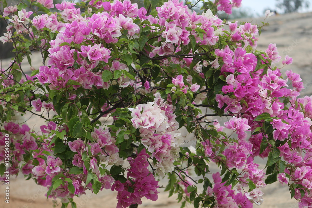 bunch of Bougainvillea flowers in the park
